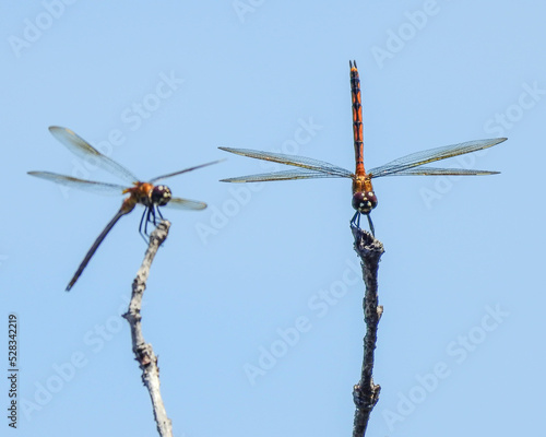 Dragonflies couple close up insects