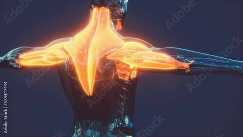 Digital scan of human muscular system