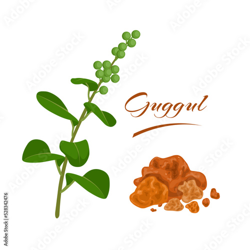 Vector illustration, Commiphora wightii or Indian bdellium, with dried resin named as guggul, isolated on a white background. photo