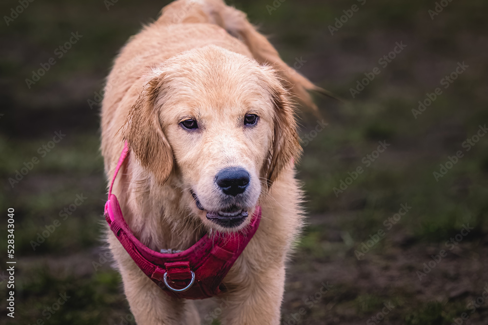 2022-09-03 A GOLDEN RETRIEVER PUPPY WITH A HARNESS AND BEAUTIFUL EYES LOOKING INTO THE CAMERA AT A OFF LEASH DOG PARK IN REDMOND WASHINGTON-