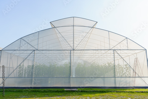 A large greenhouse for growing organic vegetables is located on the green grass outdoors. Can prevent insects from entering and destroying the planted area.organic vegetable concept. © SuperMoo Varavut