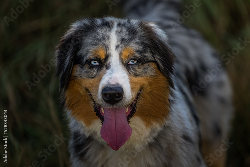 2022-09-04 A CLOSE UP OF A AUSTRILIAN SHEPARD WITH WHITE EYES AND TOUNGE STICKING OUT WITH A BLURRY BACKGROUND AT A OFF LEASH DOG PARK IN RDMOND WASHINGTON © Michael J Magee