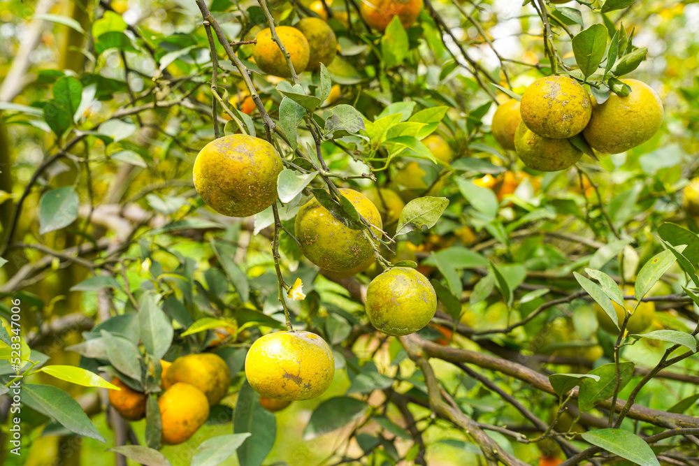Oranges on the Tree ready for Harvests. Navel orange, Citrus sinensis or known as 