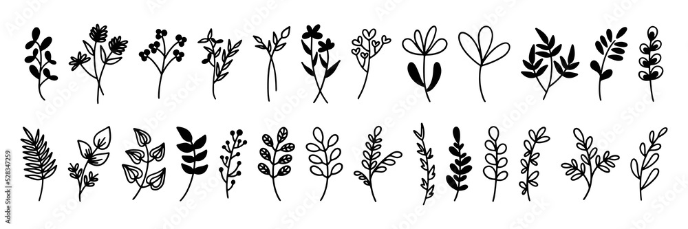 A collection of plant and flower sketches A collection of plant and flower sketches