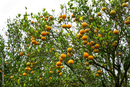 Oranges on the Tree ready for Harvests. Navel orange, Citrus sinensis or known as "Limau Madu"