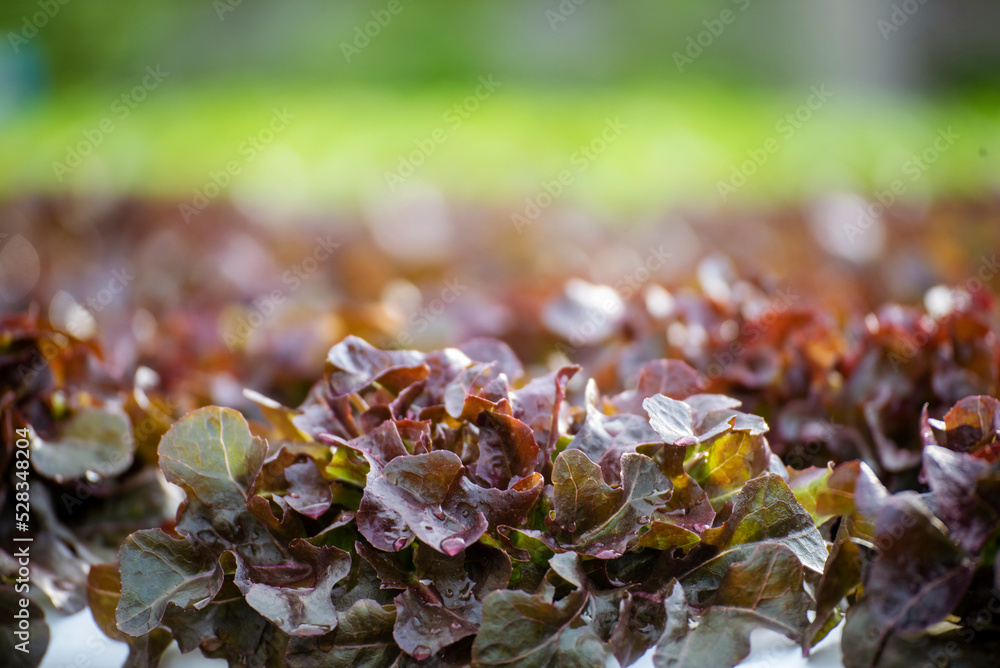 Salad farm vegetable red oak lettuce. Close up fresh organic hydroponic vegetable plantation produce red green salad hydroponic cultivate farm. Red oak lettuce salad in green Organic plantation Farm. Salad farm vegetable red oak lettuce. Close up fresh organic hydroponic vegetable plantation produce red green salad hydroponic cultivate farm. Red oak lettuce salad in green Organic plantation Farm.