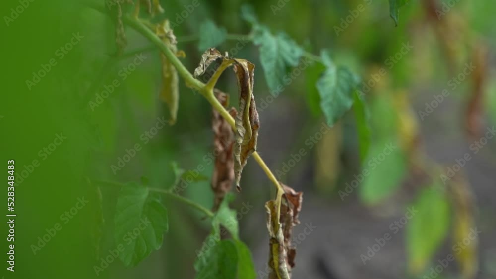 Refocus on a dry withered branch of a tomato close-up on a blurred background. Fungal disease on agricultural plants in the vegetable garden. Leaves after the action of late blight Refocus on a dry withered branch of a tomato close-up on a blurred background. Fungal disease on agricultural plants in the vegetable garden. Leaves after the action of late blight
