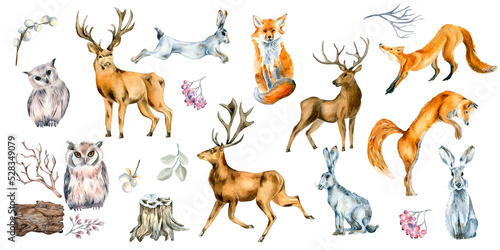 Fototapeta Naklejka Na Ścianę i Meble -  Set of wild animals and forest plants watercolor illustration isolated on white.