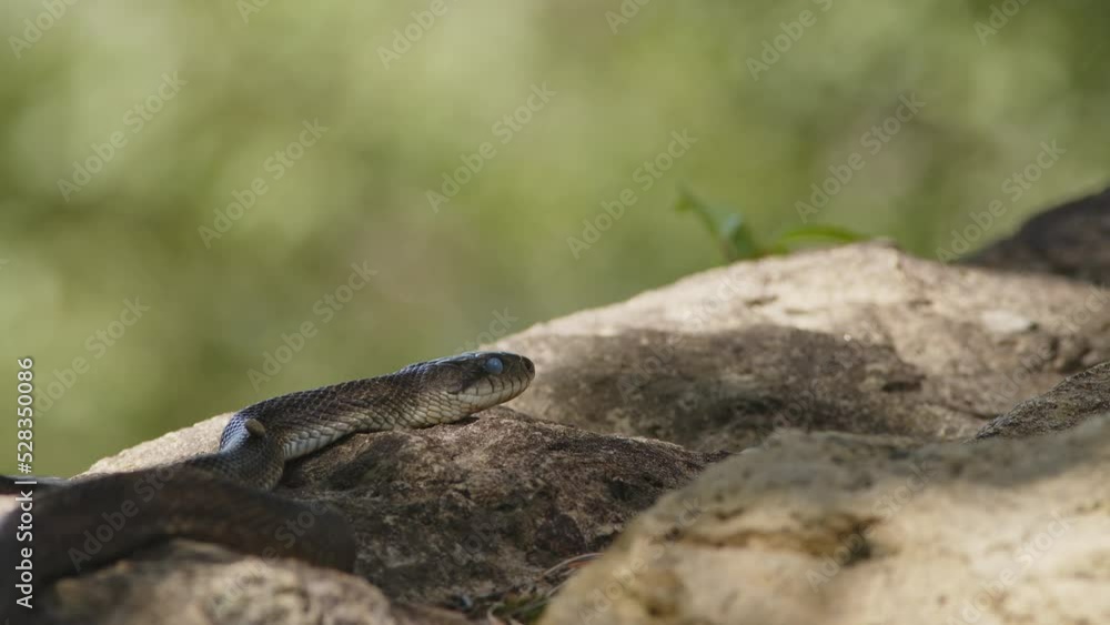 Japanese Rat Snake Basking in the Sun. Japanese Rat Snake Basking in the Sun.