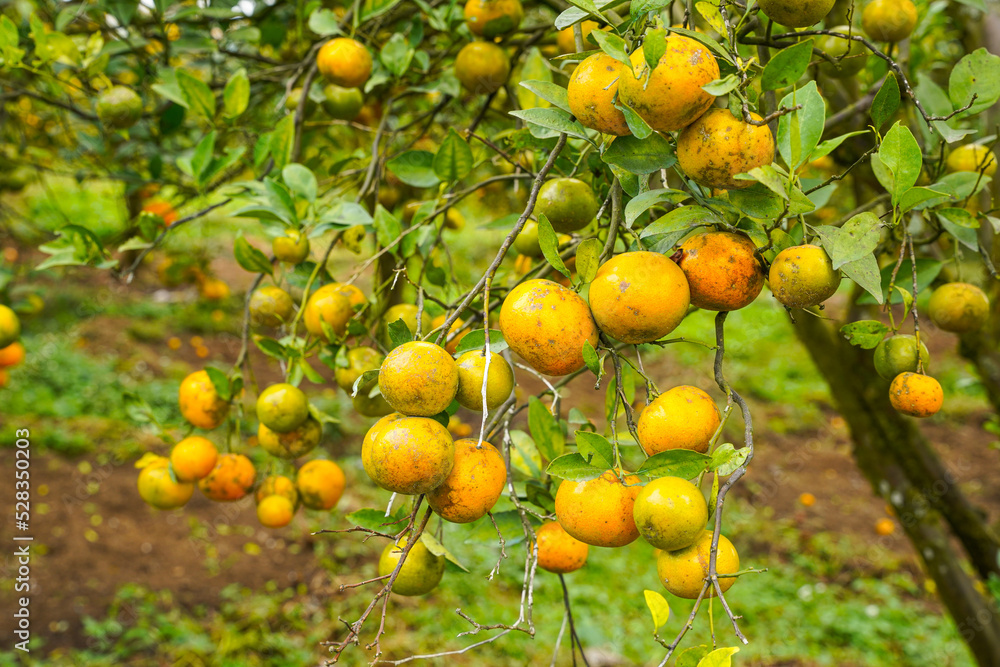 Oranges on the Tree ready for Harvests. Navel orange, Citrus sinensis or known as 