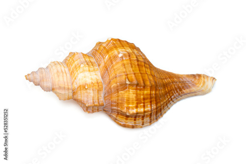 Image of Trapezium Horse Conch, Striped Fox Conch seashell (Pleuroploca trapezium) isolated on white background. Undersea Animals. Sea Shells.
