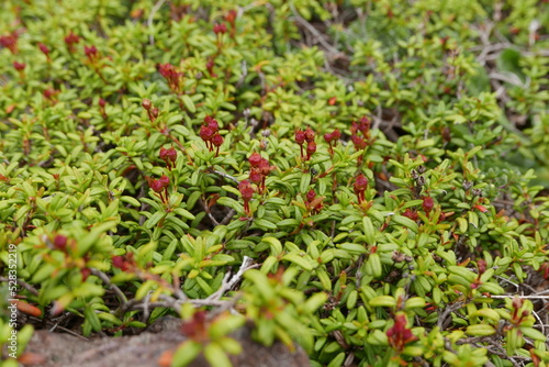 Wild alpine plants and flower Rishiri island at Northern Hokkaido in Japan