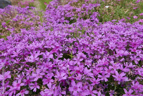 Wild alpine plants and flower Rishiri island at Northern Hokkaido in Japan
