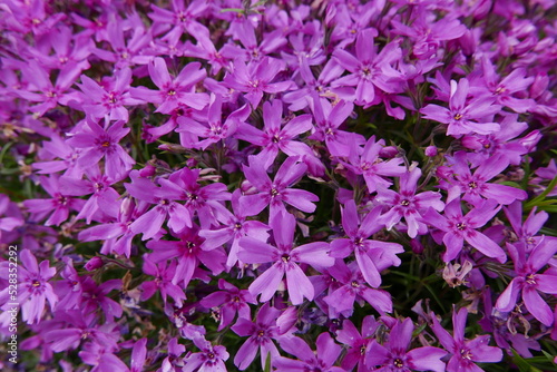 Wild alpine plants and flower Rishiri island at Northern Hokkaido in Japan photo