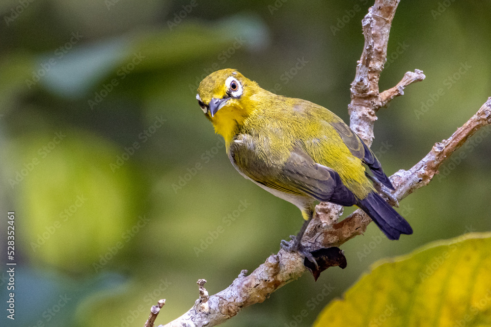 Beautiful bird in Asian, It is a kind of bird found in Thailand. Beautiful bird in Asian, It is a kind of bird found in Thailand.