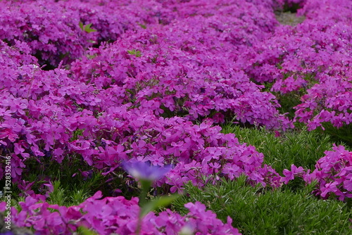 Wild alpine plants and flower Rishiri island at Northern Hokkaido in Japan