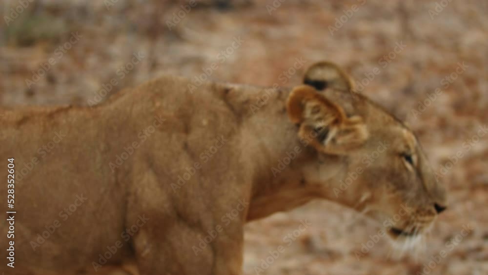 Panning Shot Of Lioness Walking And Looking Around In Wildlife Reserve - Nairobi, Kenya Panning Shot Of Lioness Walking And Looking Around In Wildlife Reserve - Nairobi, Kenya