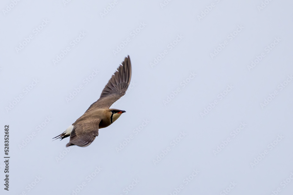 Beautiful bird in Asian, It is a kind of bird found in Thailand. Beautiful bird in Asian, It is a kind of bird found in Thailand.