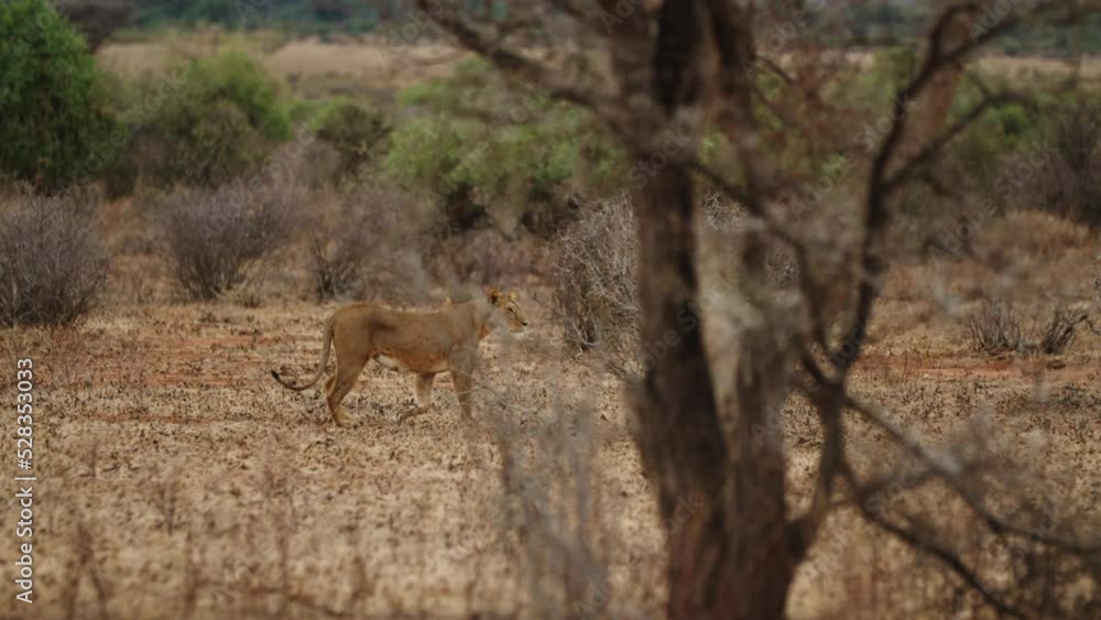 Lioness Walking On Semi Arid Landscape In Forest - Nairobi, Kenya Lioness Walking On Semi Arid Landscape In Forest - Nairobi, Kenya