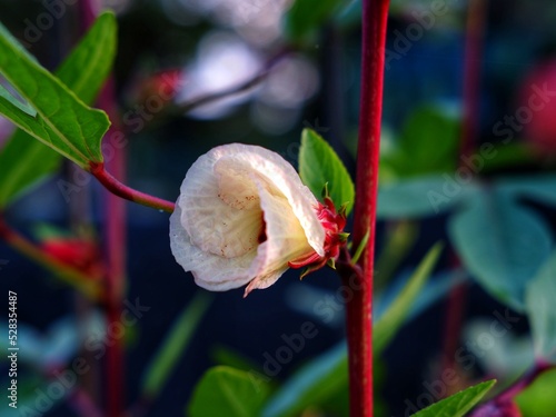 Roselle flower or Hibiscus sabdariffa is a species of flowering plant in the genus Hibiscus. The stems are used for the production of bast fibre. photo