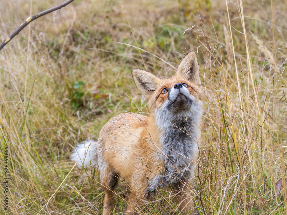 Close up of the muzzle of the red fox Vulpes vulpes in the autumn forest. Close up of the muzzle of the red fox Vulpes vulpes in the autumn forest.
