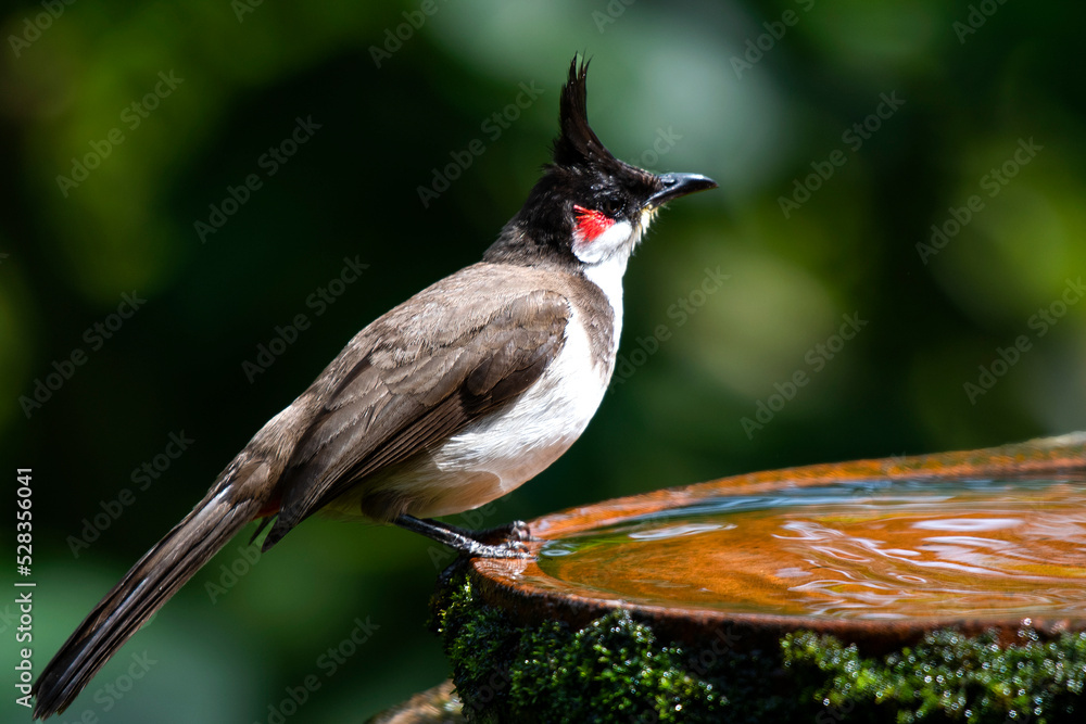 Obraz premium Red-whiskered Bulbul