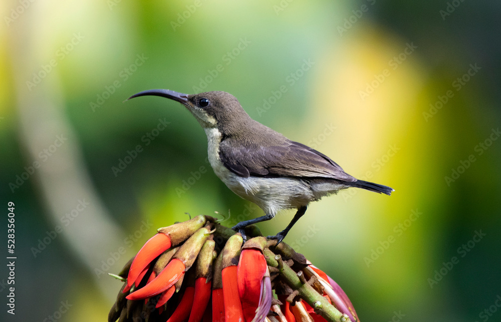 Obraz premium Little spiderhunter