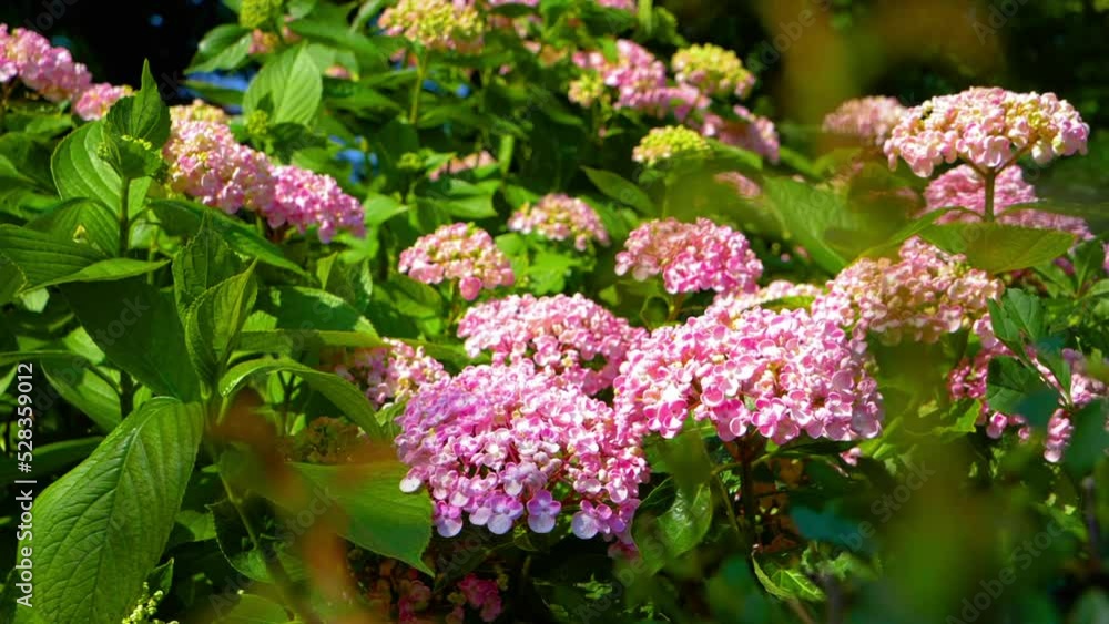 Panning Slow Motion Shot Of Fresh Small Pink Flowers In Forest - Pijnacker, Netherlands Panning Slow Motion Shot Of Fresh Small Pink Flowers In Forest - Pijnacker, Netherlands