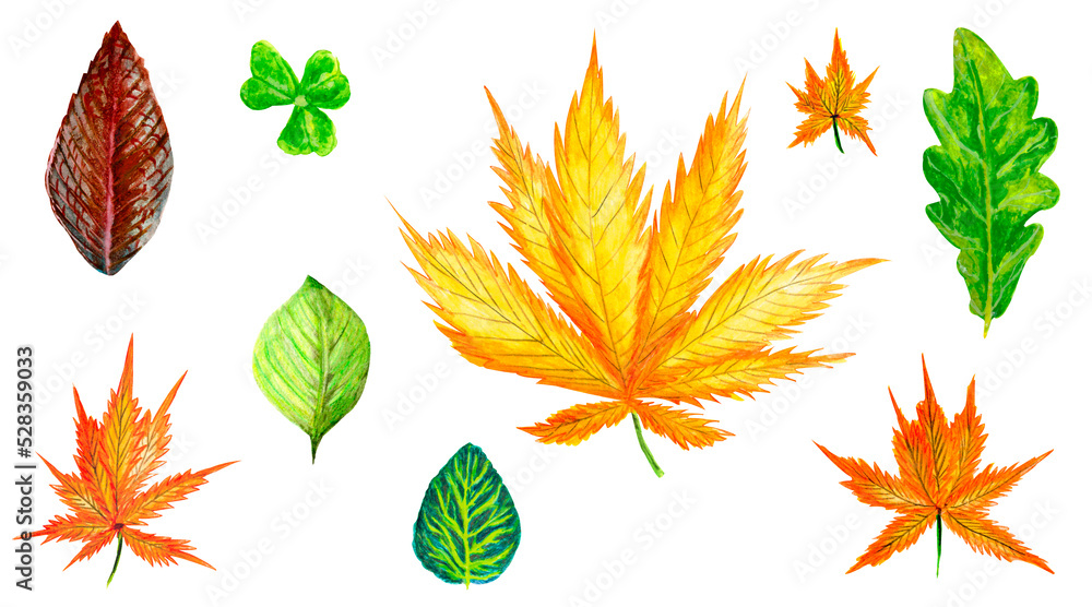 Watercolor collection leaf autumn, season oak, birch, maple on white background isolated for your design, hand drawn illustration