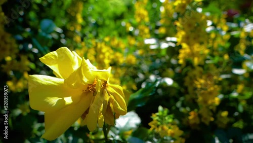 Slow Motion Growth Of Yellow Flowers In Forest - Pijnacker, Netherlands photo