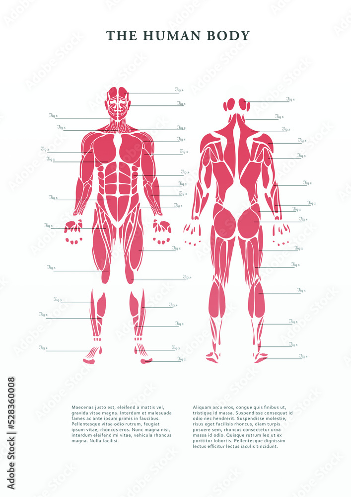 Digital poster of human body muscles Digital poster of human body muscles