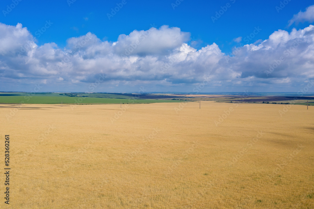 Volga rural landscape. Aerial view of wheat field on sunny summer day. Saratov Oblast, Russia.. Volga rural landscape. Aerial view of wheat field on sunny summer day. Saratov Oblast, Russia..