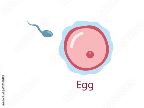 Ovule with sperm, female fertility cell, Oocyte. Woman reproductive system. The stage of fertilization. 
Vector medical illustration.

