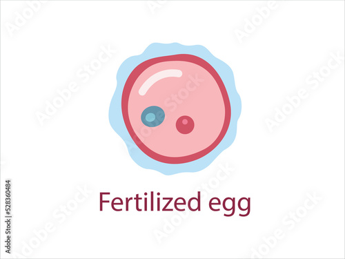 Ovule, female fertility cell. Oocyte. Woman reproductive system, gametogenesis. 
Vector medical illustration.
