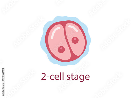 Zygote 2-cell stage. Human embryonic development. Vector medical illustration. 
 photo