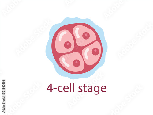 Zygote 4-cell stage. Human embryonic development. vector medical illustration. 
