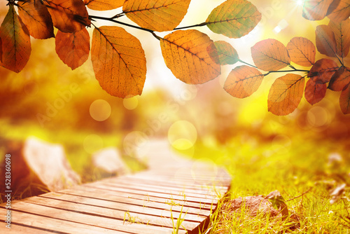 Slika na platnu Autumn scene