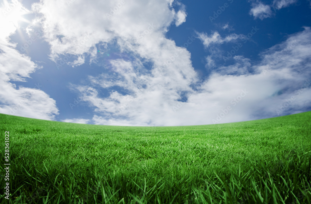 Green field under blue sky Green field under blue sky
