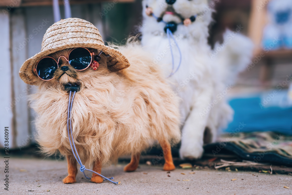 Cute pomeranian dog toy wearing glasses and hat in the park Stock
