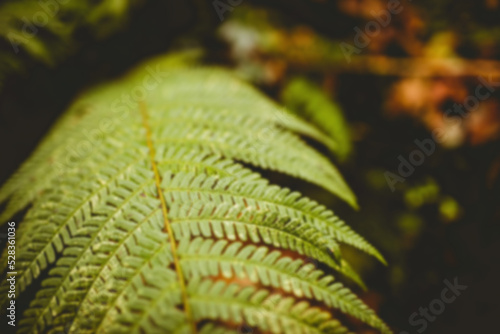Close-up of green fern leaves 