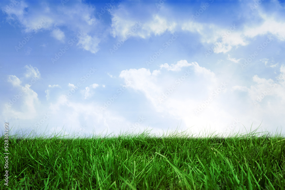 Obraz premium Field of grass under blue sky
