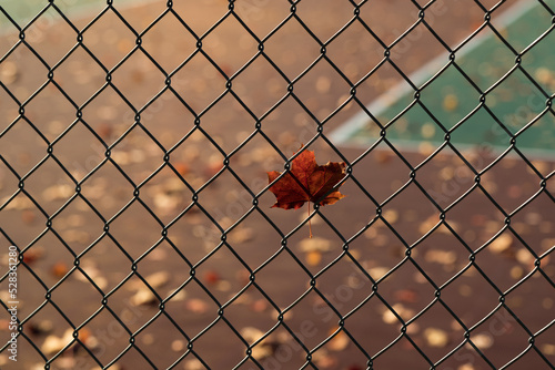 maple leaf in front of a tennis court