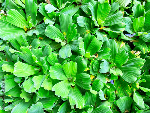 aquatic plants that can float, this plant is called Enceng Gondok