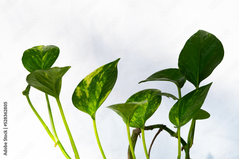 house plant decor in isolated white background. tropical floral for home interior in minimalist design house plant decor in isolated white background. tropical floral for home interior in minimalist design