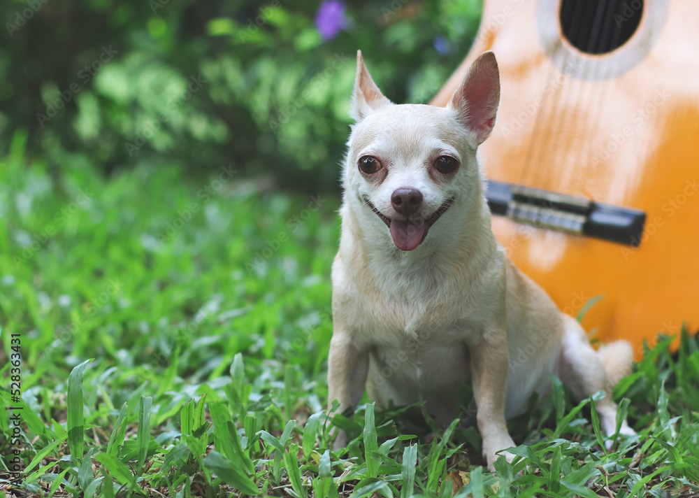 happy brown short hair chihuahua dog sitting on green grass with acoustic  guitar in the garden, smiling with his tongue out