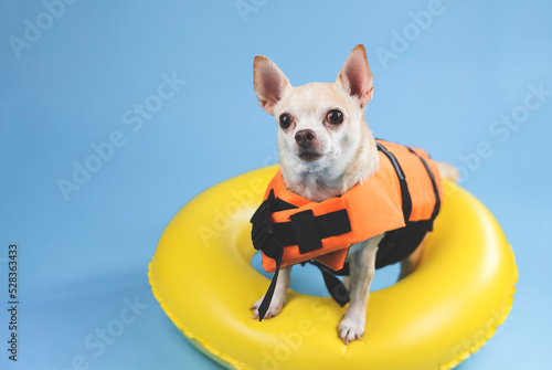 cute brown short hair chihuahua dog wearing orange life jacket or life vest standing in yellow  swimming ring, isolated on blue background.