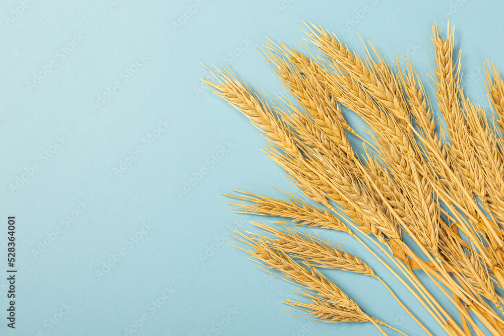 Wheat ears and rye on a blue pastel paper background. Top view, flat lay, copy space. Wheat ears and rye on a blue pastel paper background. Top view, flat lay, copy space.