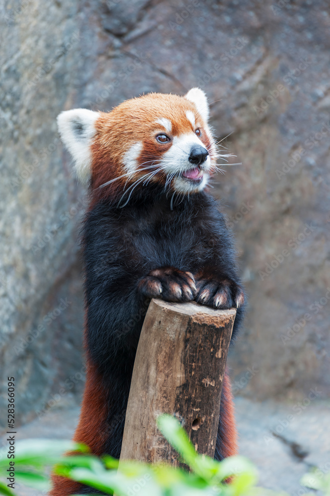 Fototapeta premium Red Panda, Firefox or Lesser Panda (Ailurus fulgens)