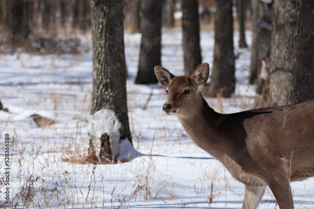 Japanese sika deer in the winter Japanese sika deer in the winter
