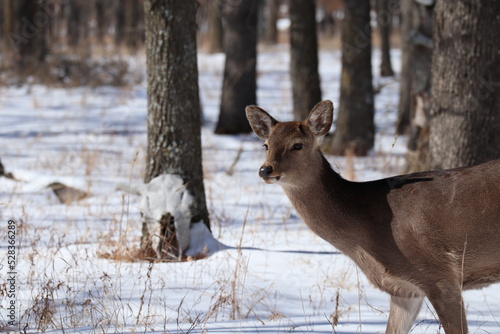 Japanese sika deer in the winter